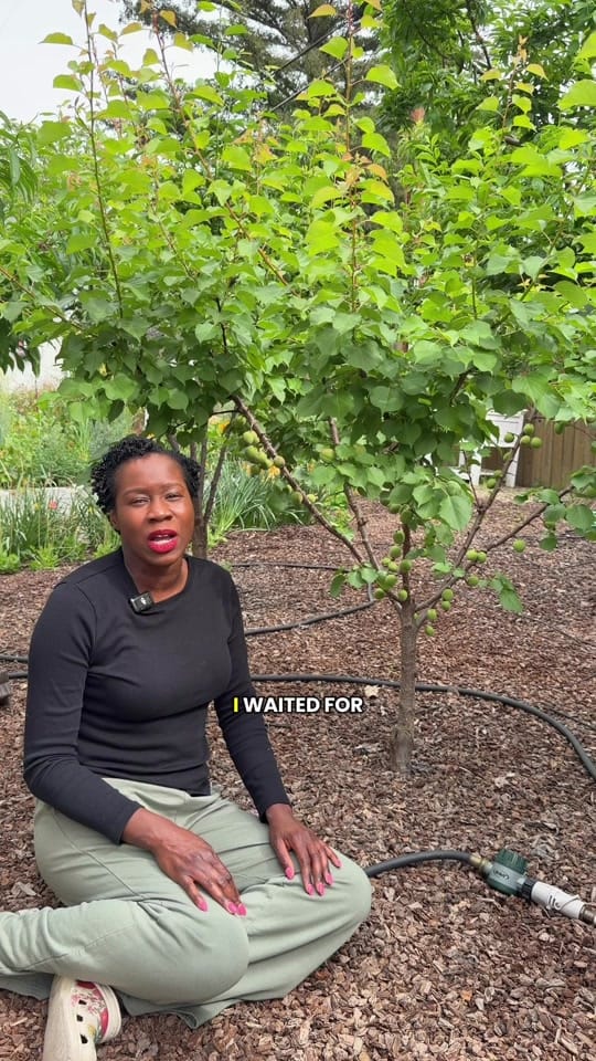 Post 9 by curlycultivators on TikTok (video)