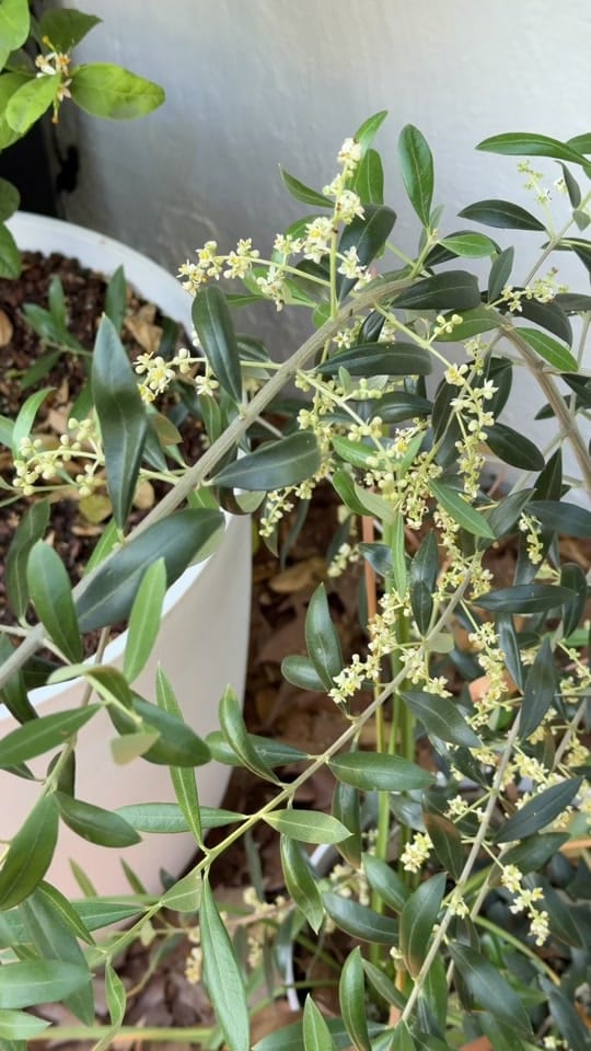 Post 8 by curlycultivators on TikTok (video)