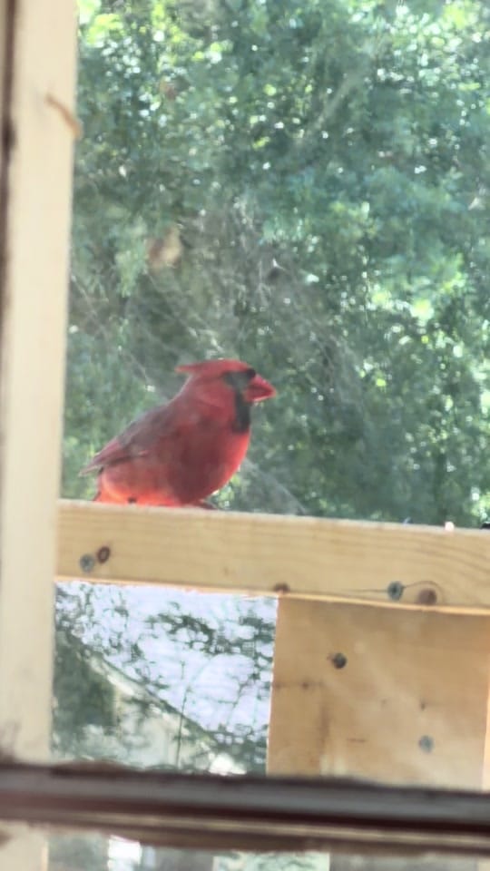 Post 7 by Suryka&Squatchy on TikTok (video)