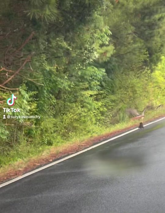 Post 3 by Suryka&Squatchy on TikTok (video)