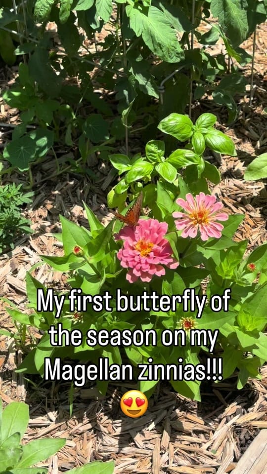 Post 5 by From Seed to Spoon on TikTok (video)