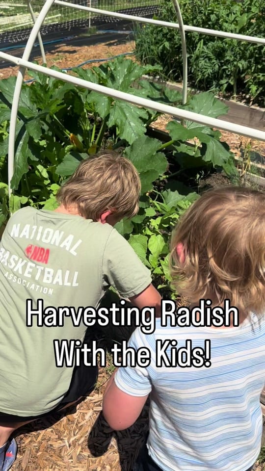 Post 1 by From Seed to Spoon on TikTok (video)