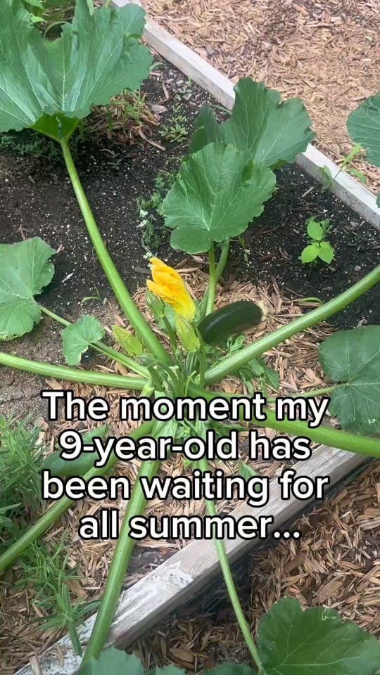 Post 7 by From Seed to Spoon on TikTok (video)