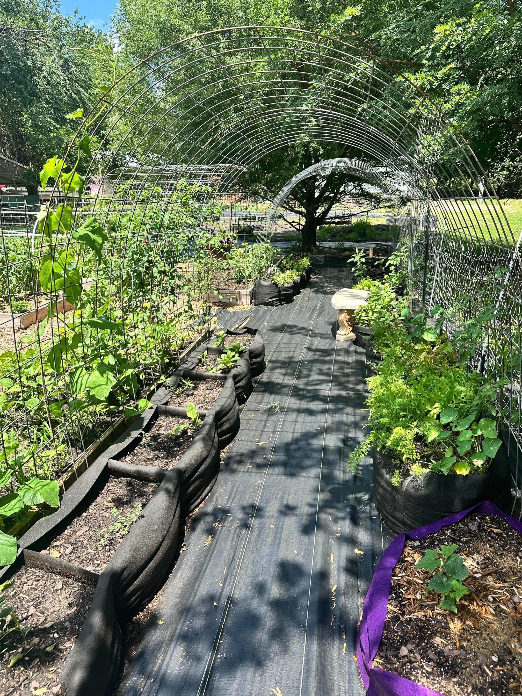 Post 6 by From Seed to Spoon on TikTok (video)