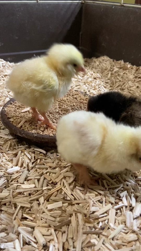 Post 8 by Gardening_With_Deea on TikTok (video)