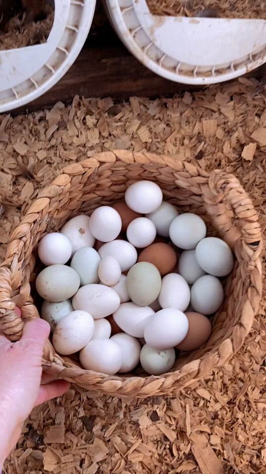 Post 3 by Gardening_With_Deea on TikTok (video)