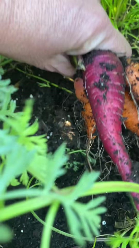 Post 1 by Gardening_With_Deea on TikTok (video)