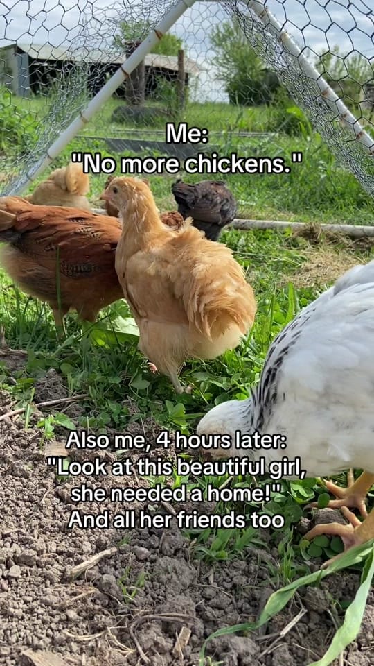 Post 6 by Gardening_With_Deea on TikTok (video)