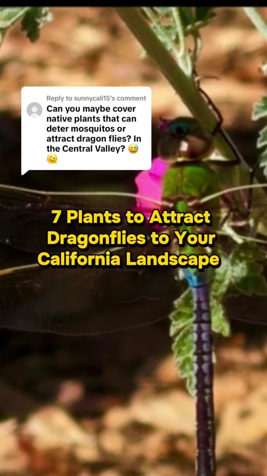 Post 4 by KJ | Golden State Natives on TikTok (video)