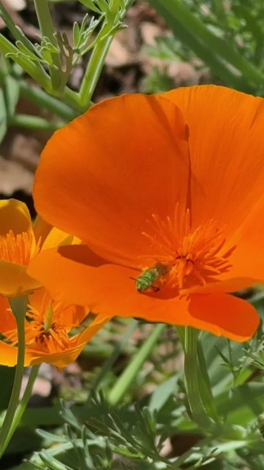 Post 7 by KJ | Golden State Natives on TikTok (video)