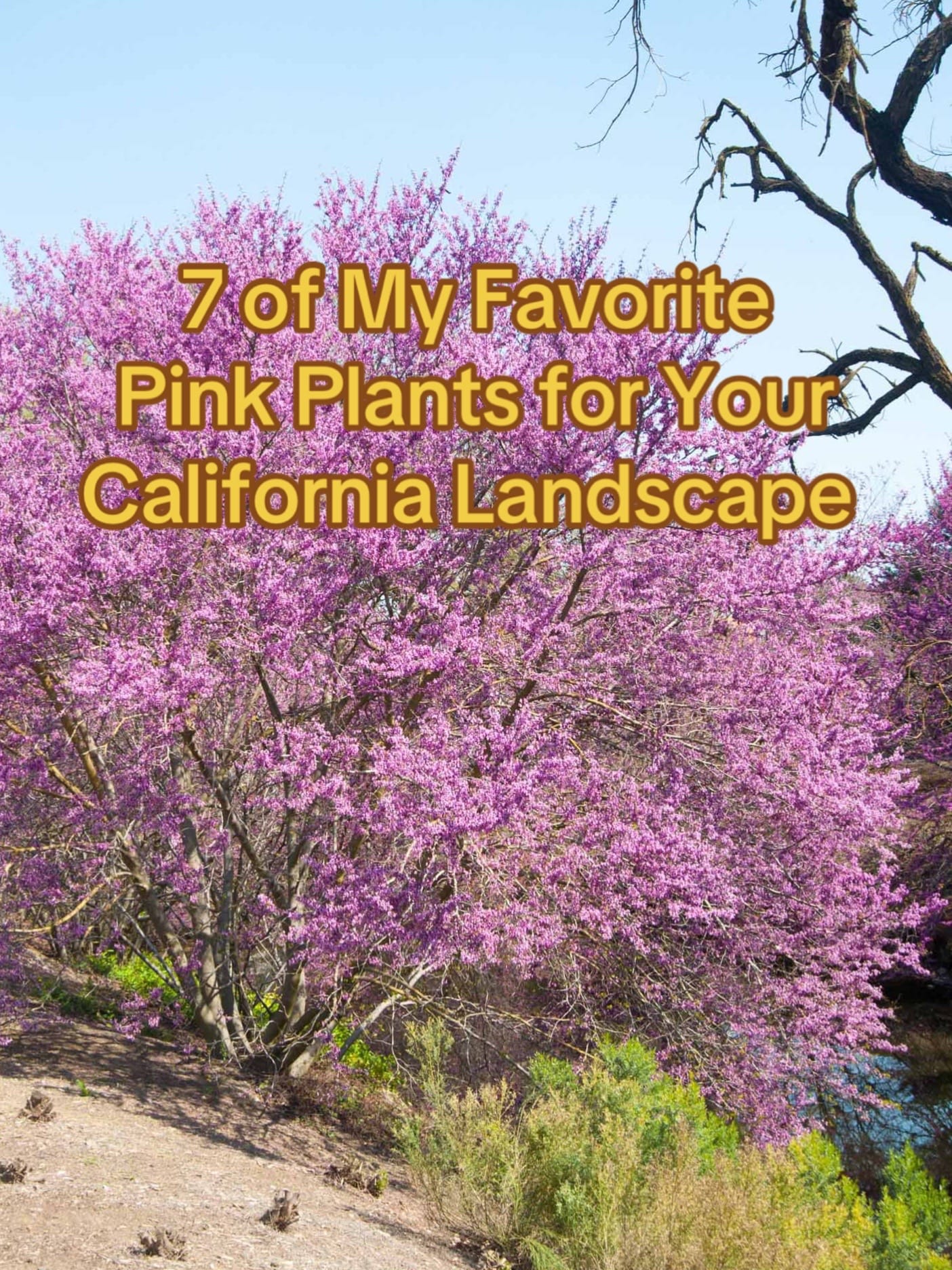 Post 5 by KJ | Golden State Natives on TikTok (video)