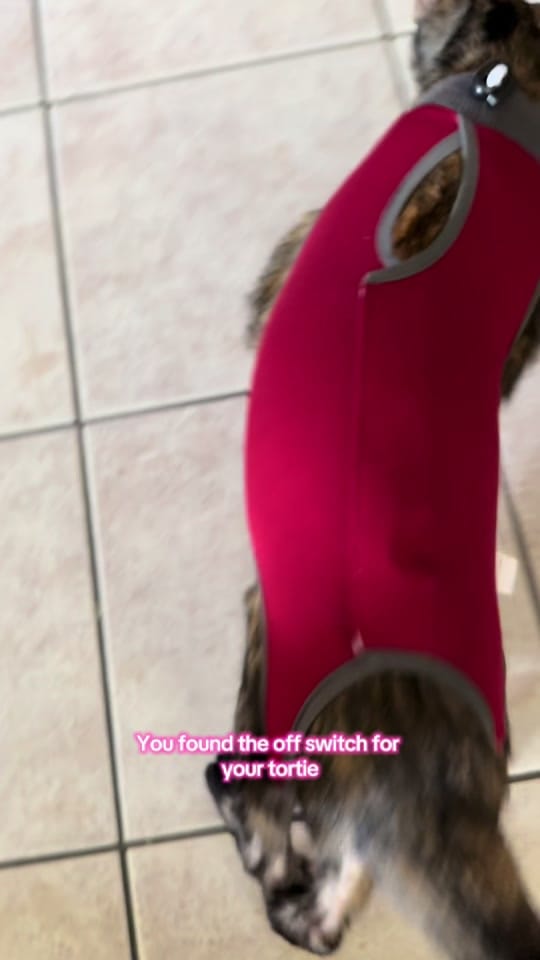 Post 8 by madferal on TikTok (video)