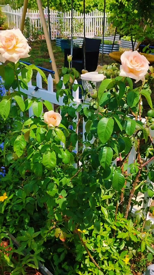 Post 8 by Katie's Homemade Life on TikTok (video)