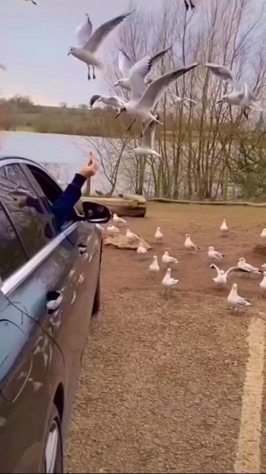 Post 6 by Mujib_Abbi on TikTok (video)