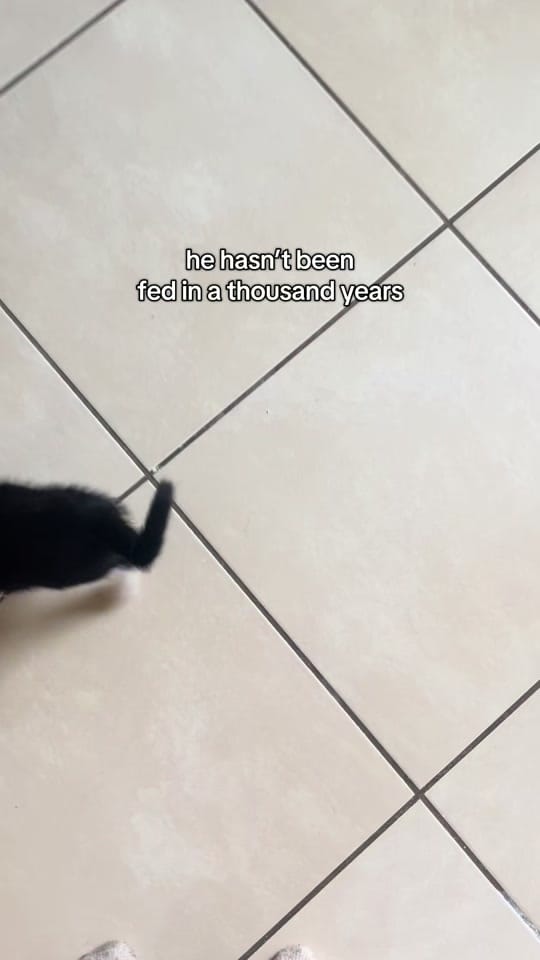 Post 5 by Kayleigh & Harvey on TikTok (video)