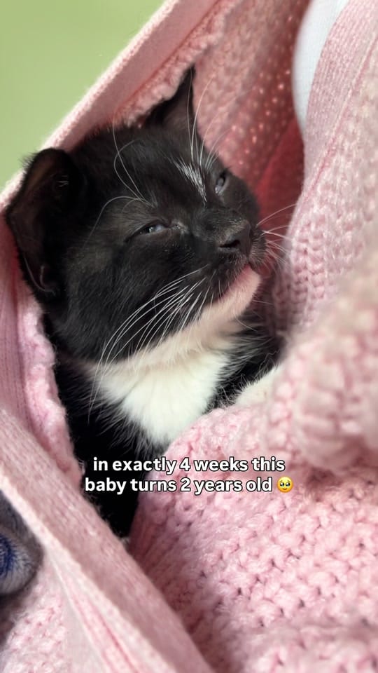 Post 7 by Kayleigh & Harvey on TikTok (video)