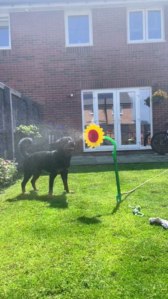 Post 8 by Burton The Naughty Rottie 🐶 on TikTok (video)