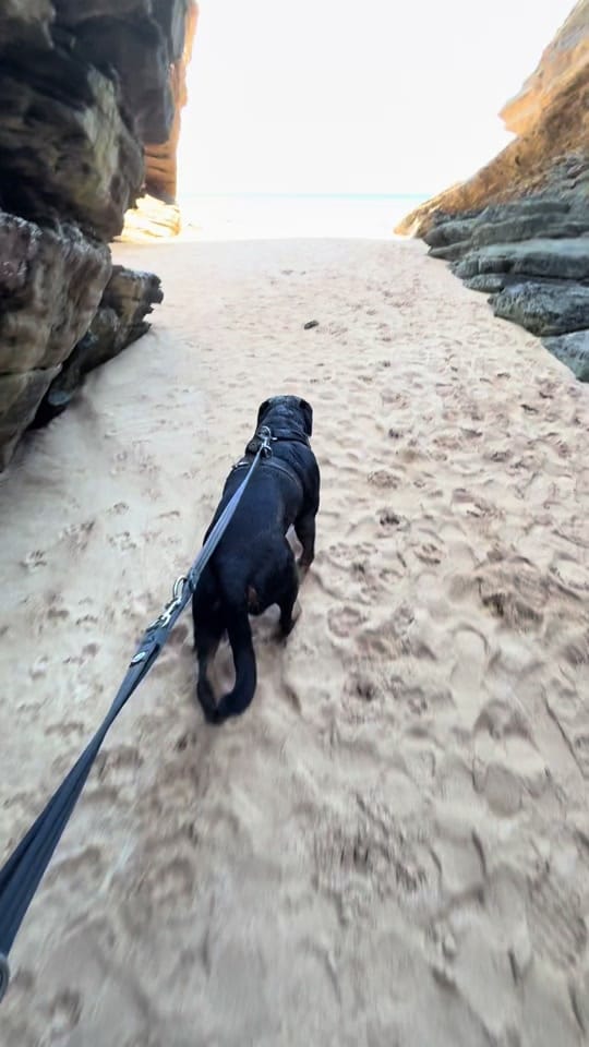 Post 1 by Burton The Naughty Rottie 🐶 on TikTok (video)