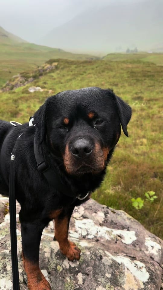Post 5 by Burton The Naughty Rottie 🐶 on TikTok (video)