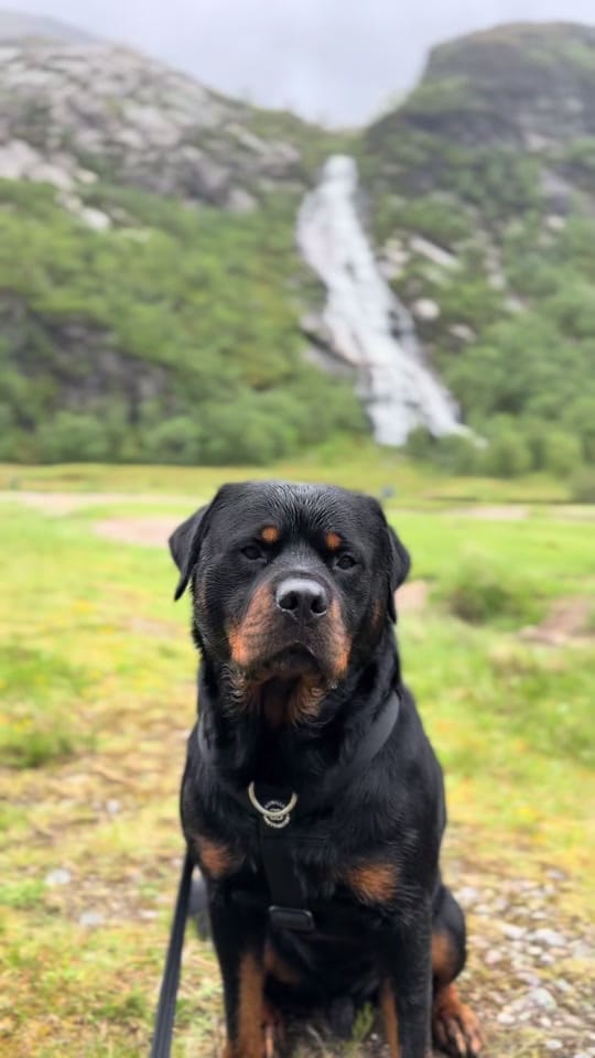 Post 2 by Burton The Naughty Rottie 🐶 on TikTok (video)