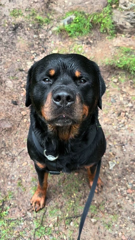 Post 6 by Burton The Naughty Rottie 🐶 on TikTok (video)
