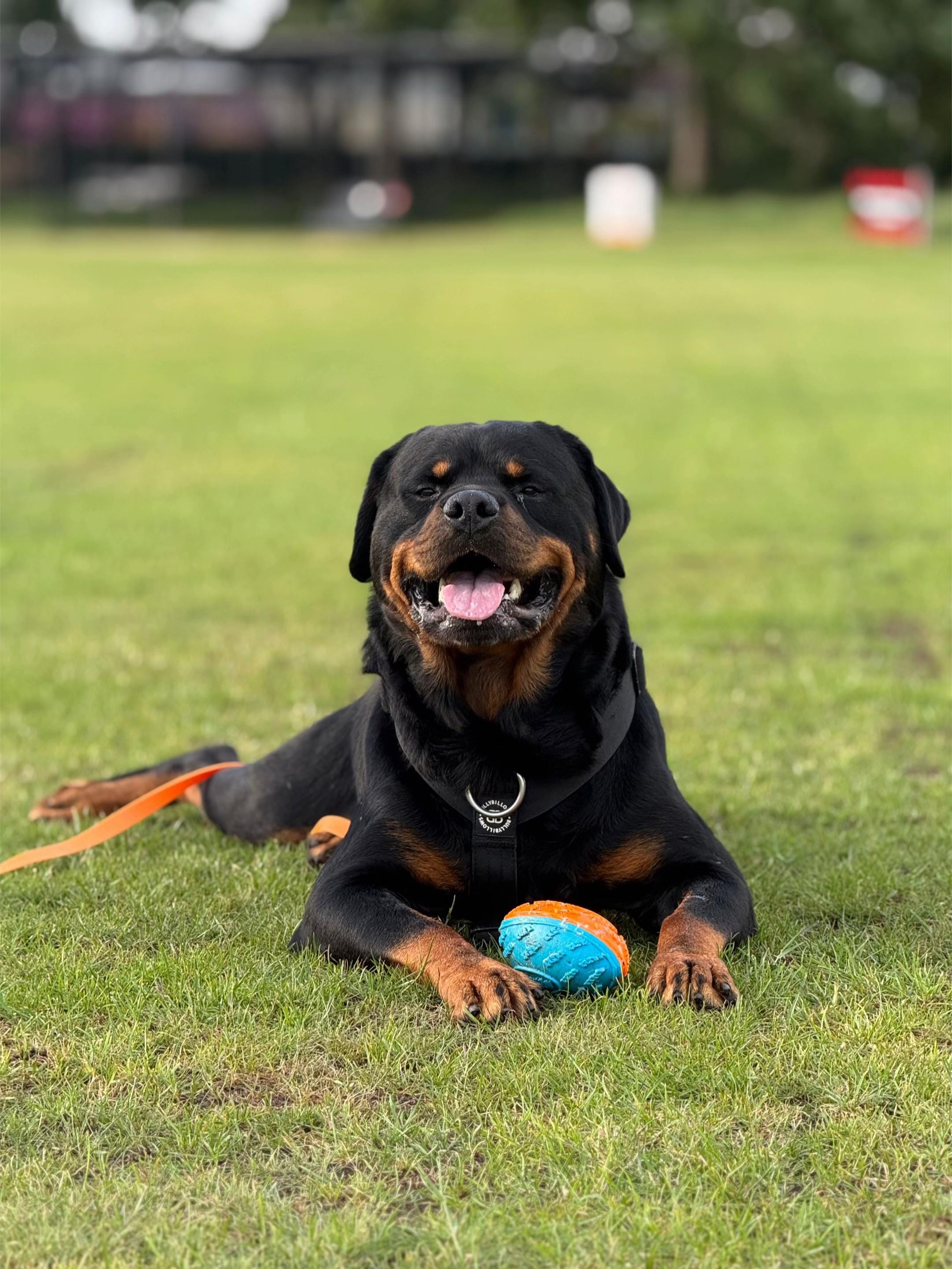 Post 4 by Burton The Naughty Rottie 🐶 on TikTok (video)