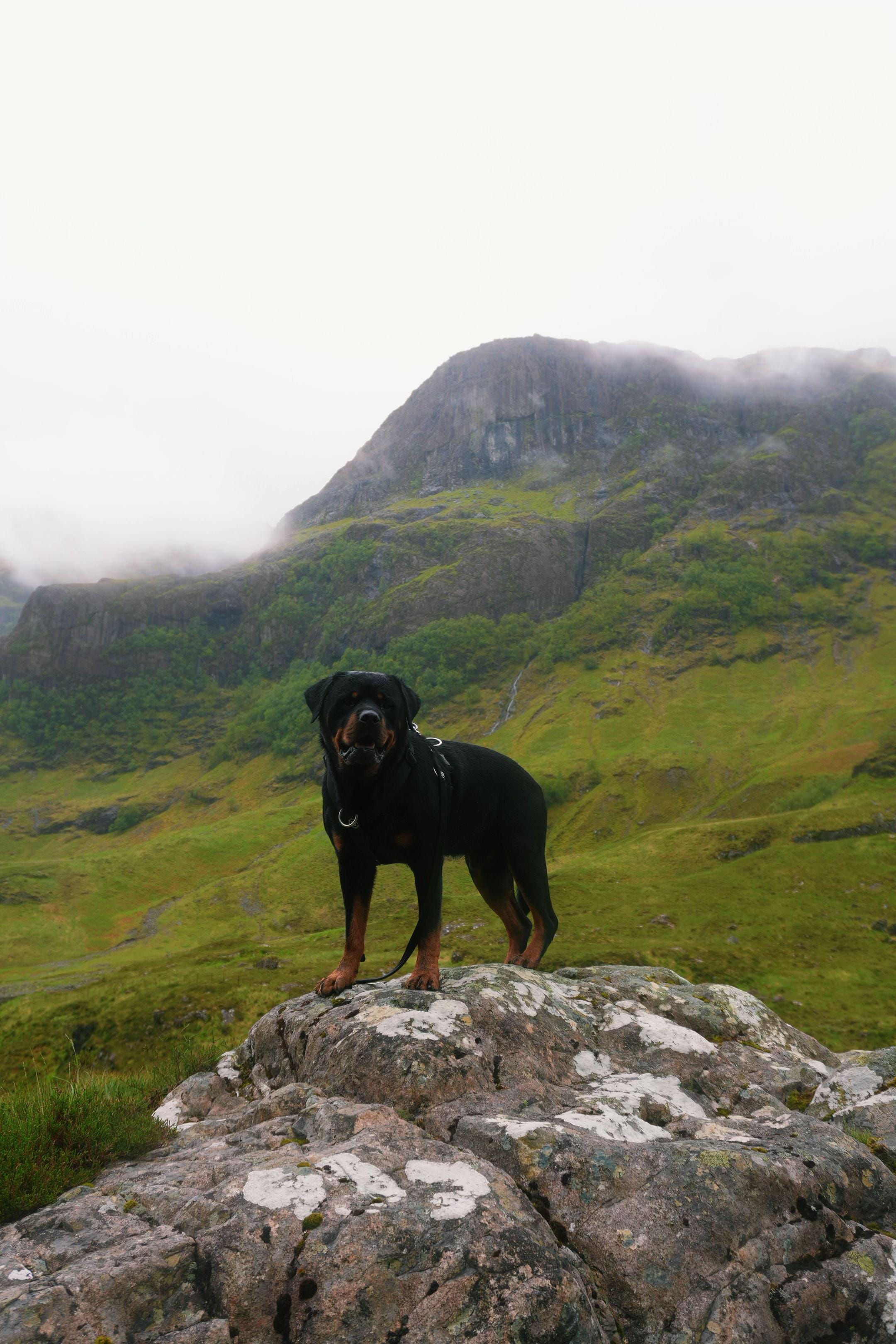 Post 3 by Burton The Naughty Rottie 🐶 on TikTok (video)