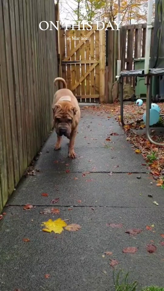 Post 5 by TripawTed💙 on TikTok (video)