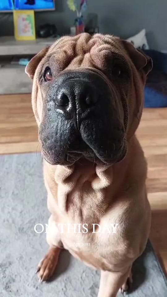 Post 4 by TripawTed💙 on TikTok (video)