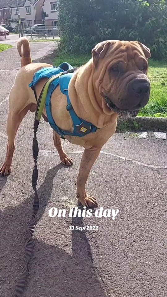 Post 3 by TripawTed💙 on TikTok (video)