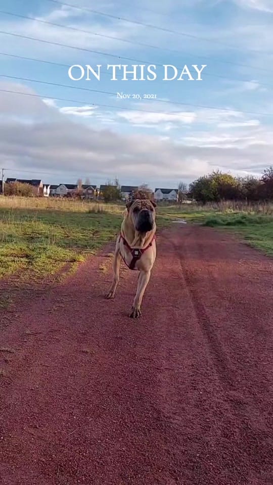 Post 6 by TripawTed💙 on TikTok (video)