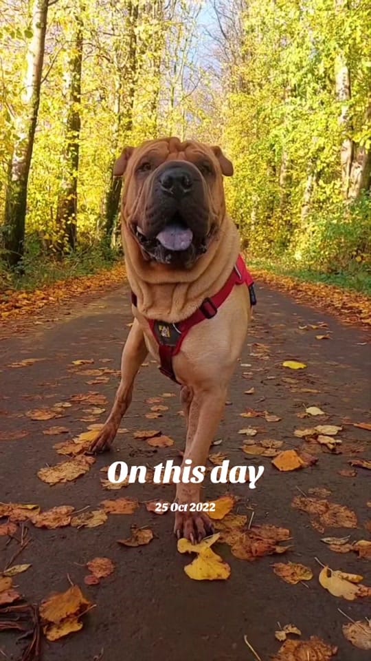Post 2 by TripawTed💙 on TikTok (video)