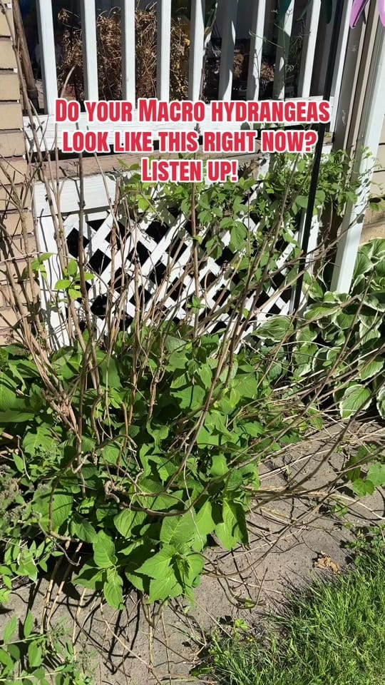 Post 6 by Grower Of All Things 🪴 on TikTok (video)