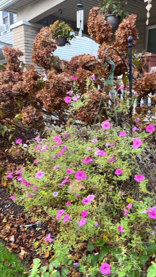 Post 9 by Grower Of All Things 🪴 on TikTok (video)