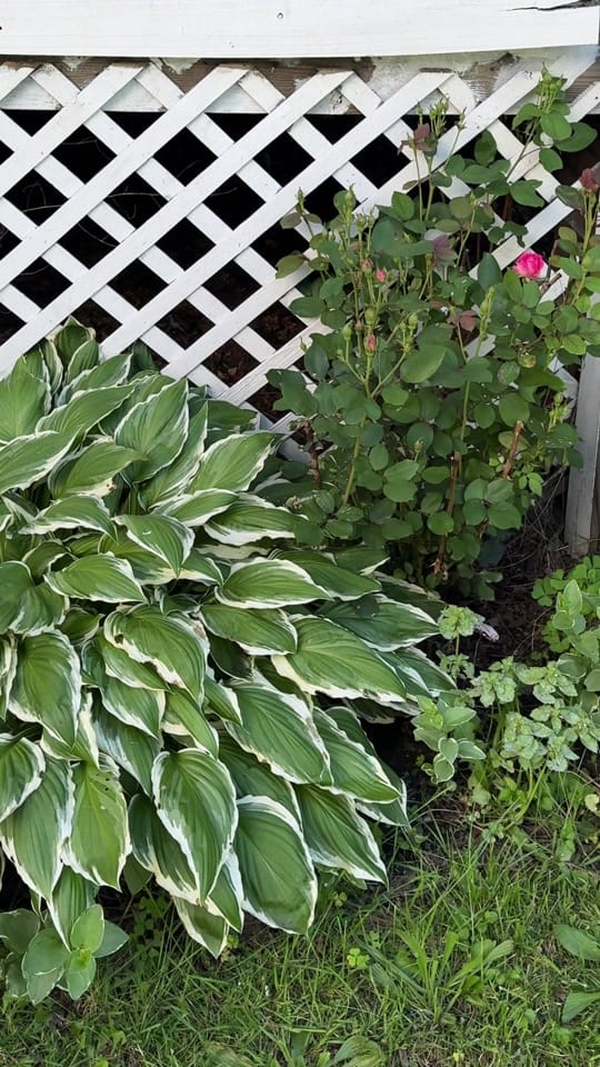 Post 4 by Grower Of All Things 🪴 on TikTok (video)