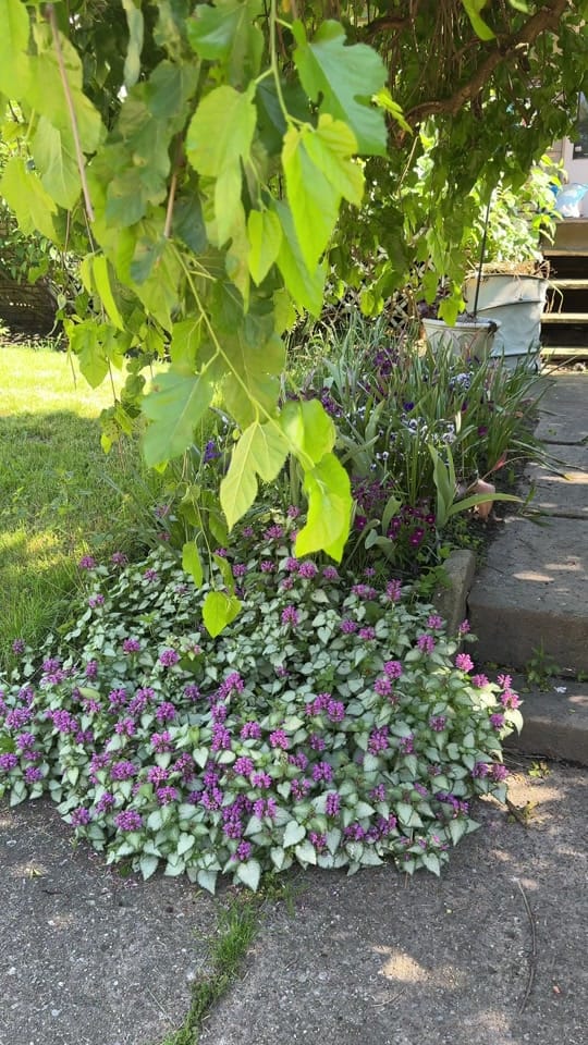 Post 3 by Grower Of All Things 🪴 on TikTok (video)