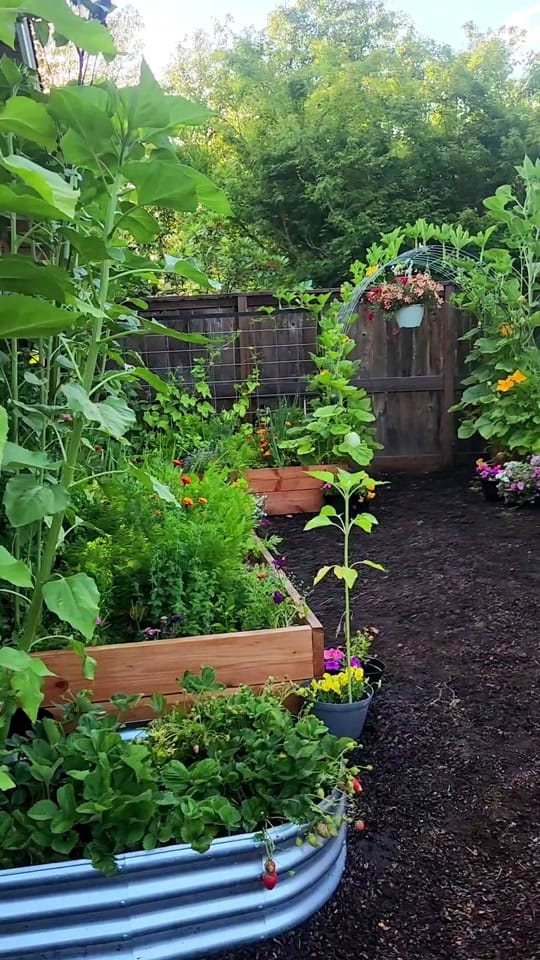 Post 6 by Amanda🌱Gardening on TikTok (video)