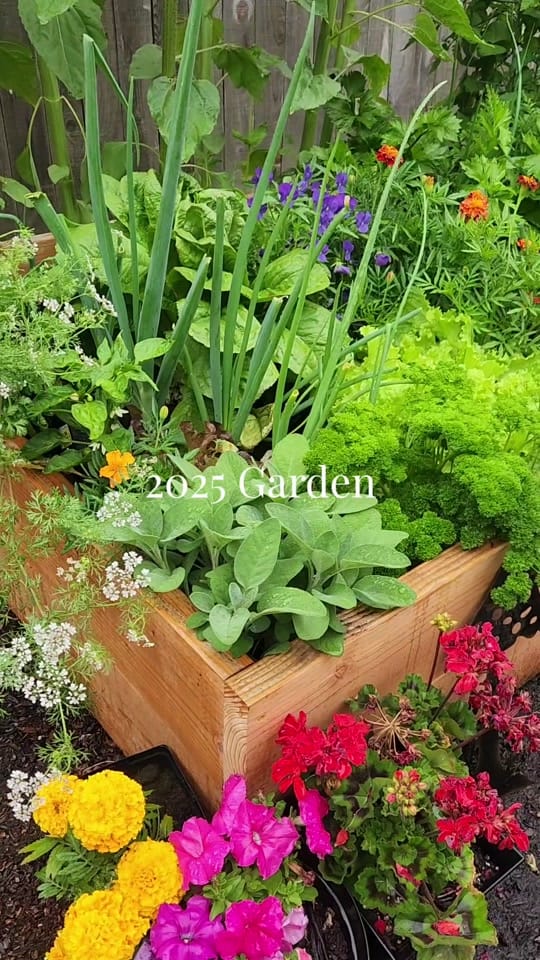 Post 9 by Amanda🌱Gardening on TikTok (video)
