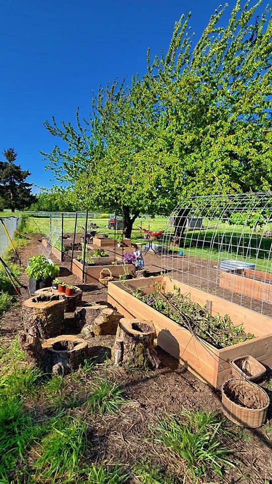 Post 3 by Amanda🌱Gardening on TikTok (video)