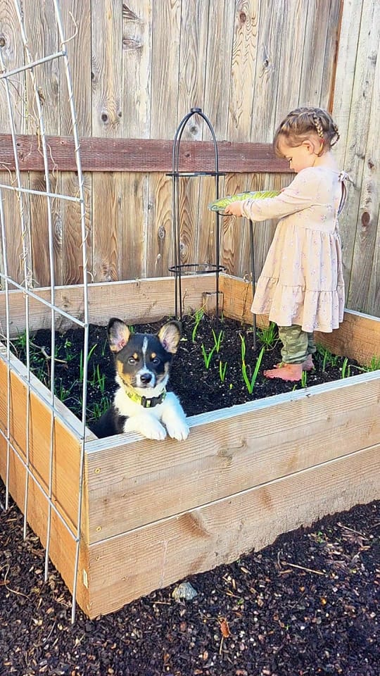 Post 7 by Amanda🌱Gardening on TikTok (video)
