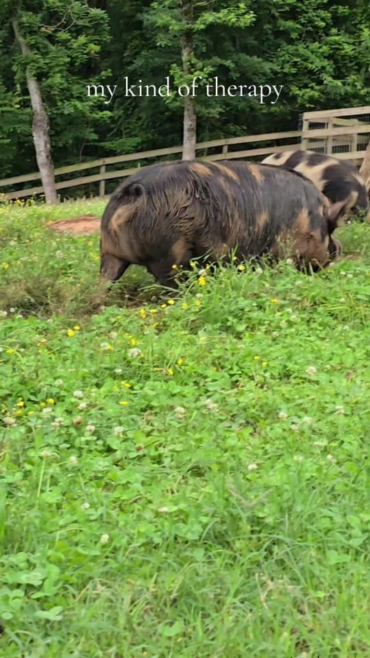 Post 8 by Tribble Hill Farm on TikTok (video)
