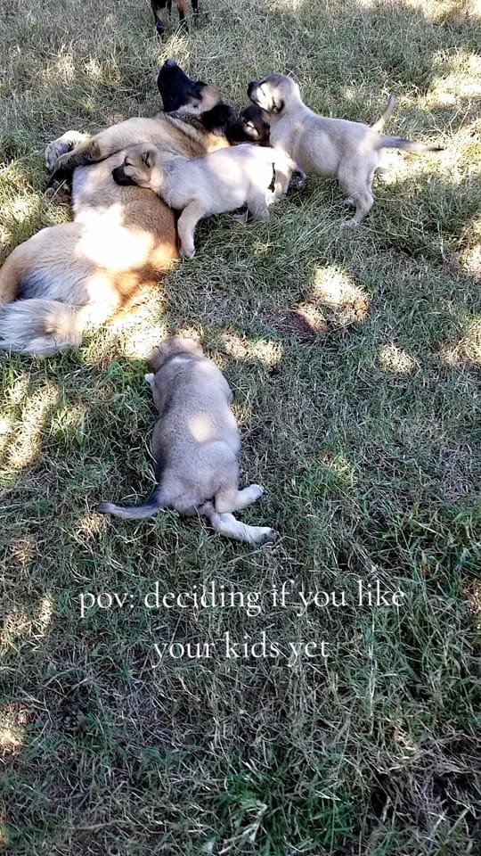 Post 9 by Tribble Hill Farm on TikTok (video)