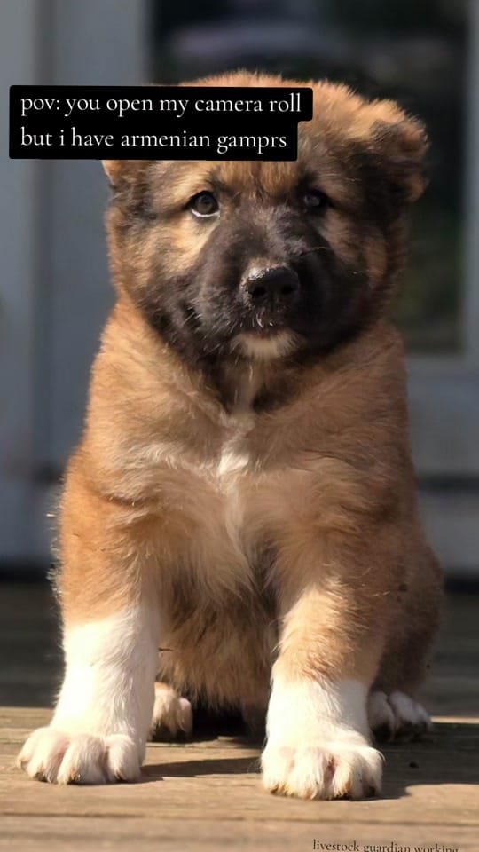 Post 2 by Tribble Hill Farm on TikTok (video)