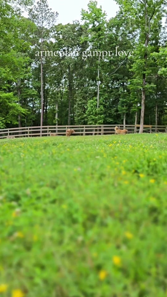 Post 7 by Tribble Hill Farm on TikTok (video)