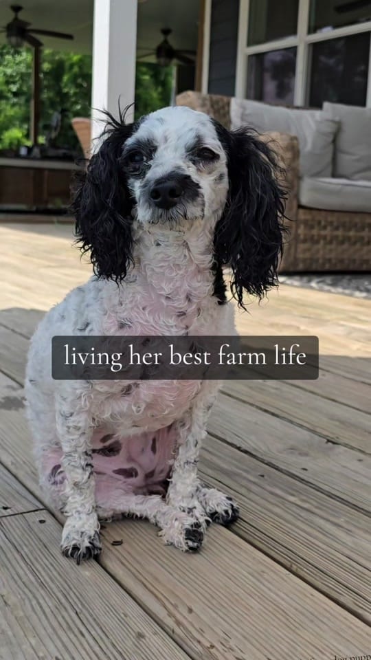 Post 6 by Tribble Hill Farm on TikTok (video)