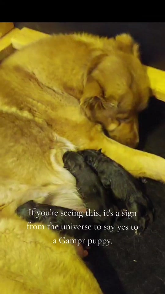 Post 1 by Tribble Hill Farm on TikTok (video)