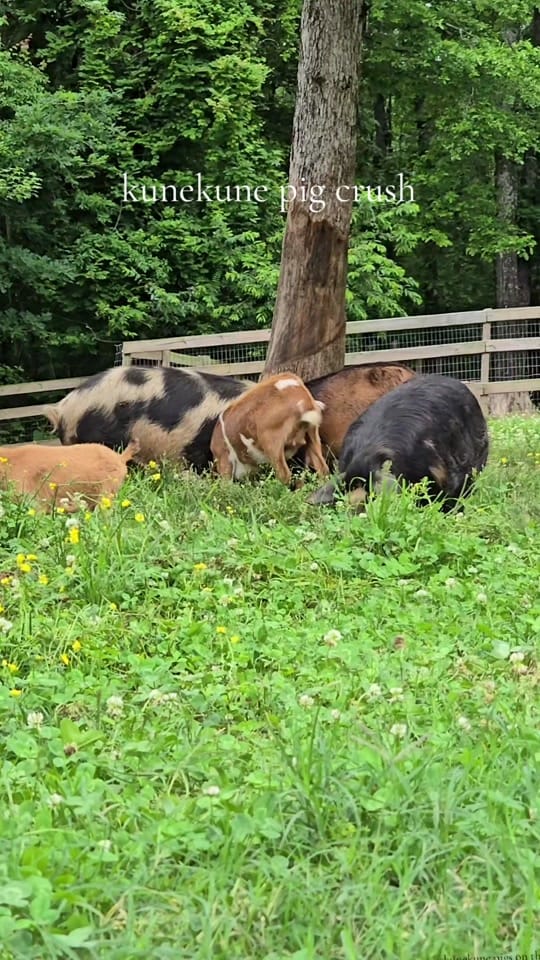 Post 10 by Tribble Hill Farm on TikTok (video)
