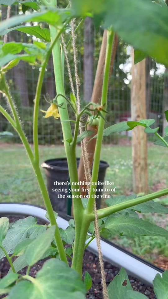 Post 9 by Gardening with Wallace | 8a on TikTok (video)
