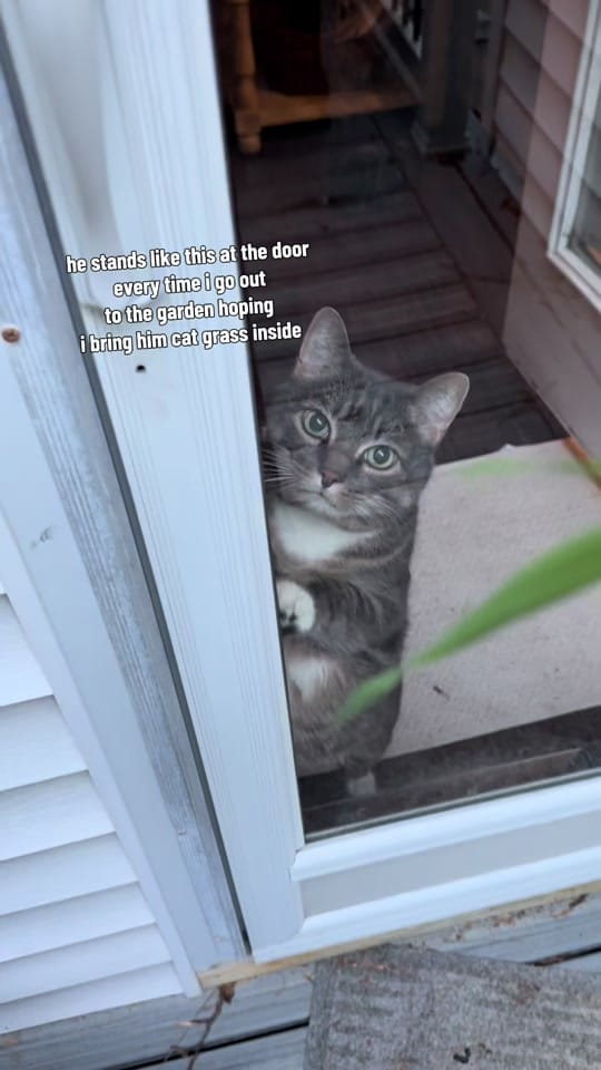 Post 10 by Gardening with Wallace | 8a on TikTok (video)