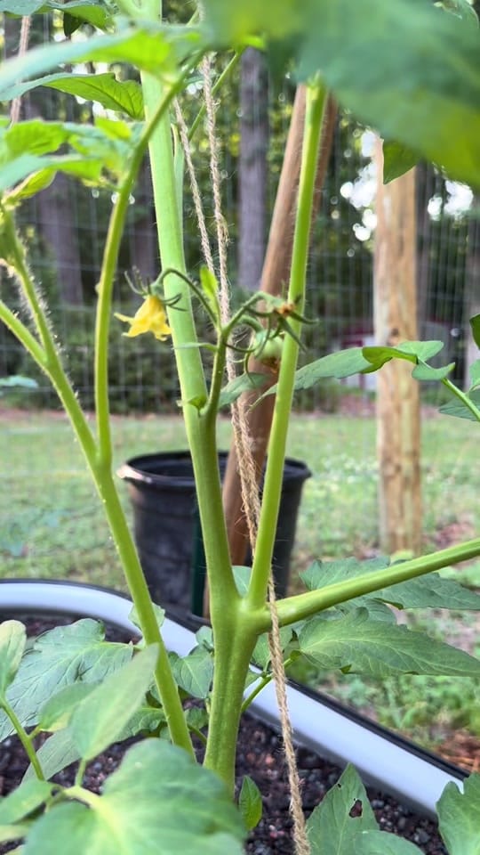Post 1 by Gardening with Wallace | 8a on TikTok (video)